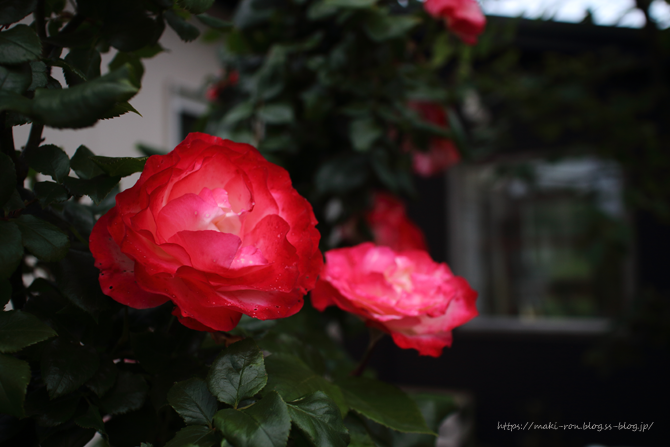 IMG_0320.png