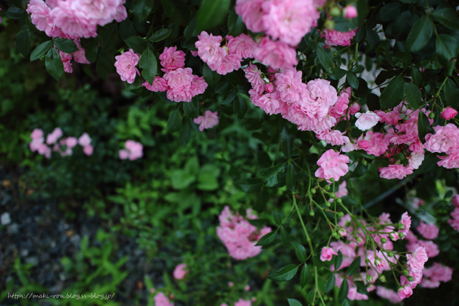IMG_0381.png
