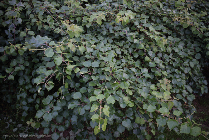 IMG_0530.png
