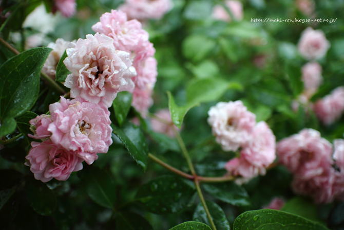 IMG_2644.png