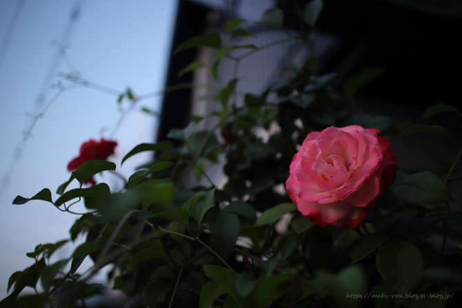 IMG_2717.png