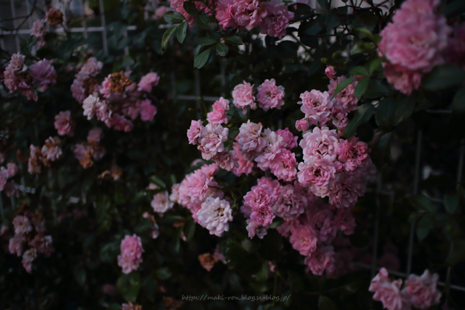 IMG_2718.png