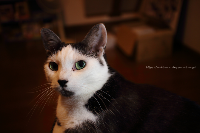 IMG_2952.png