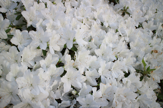 IMG_5079.png