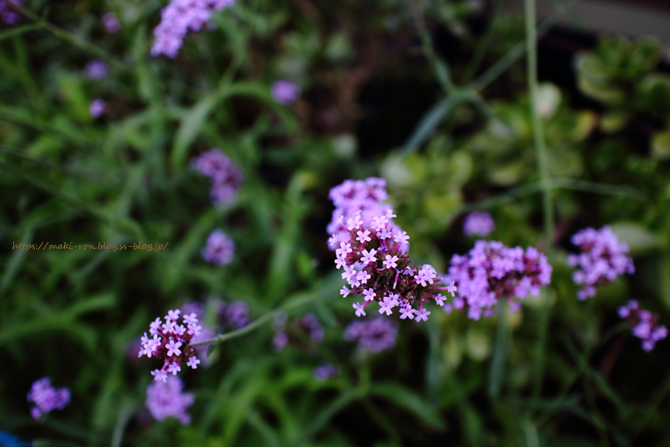 IMG_5582.png
