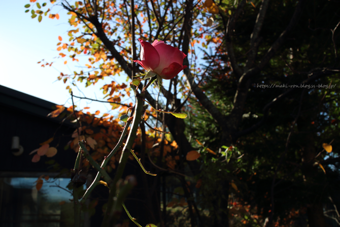 IMG_6397.png