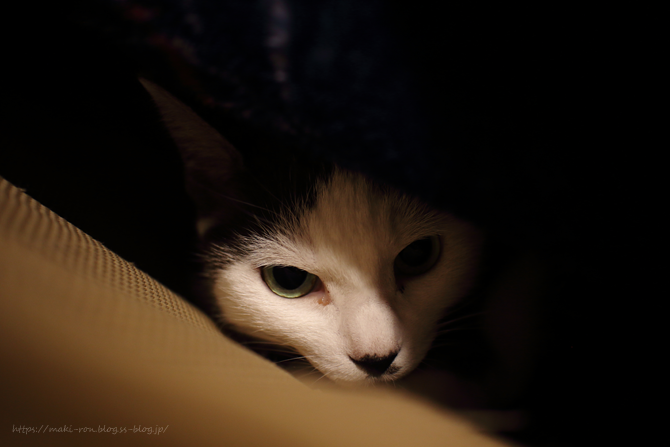 IMG_6775.png
