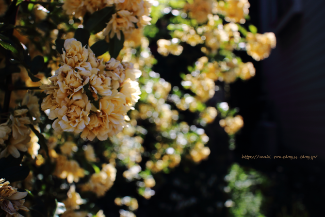 IMG_6972.png