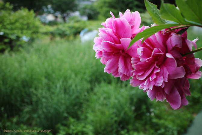 IMG_6976.png