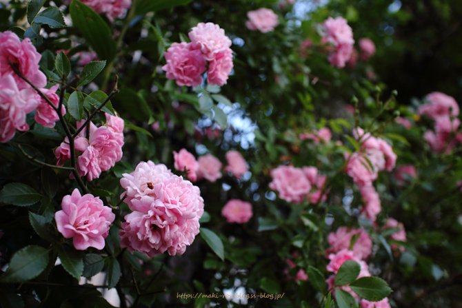 IMG_7091.png