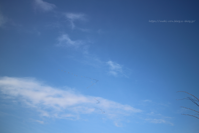 IMG_7238.png