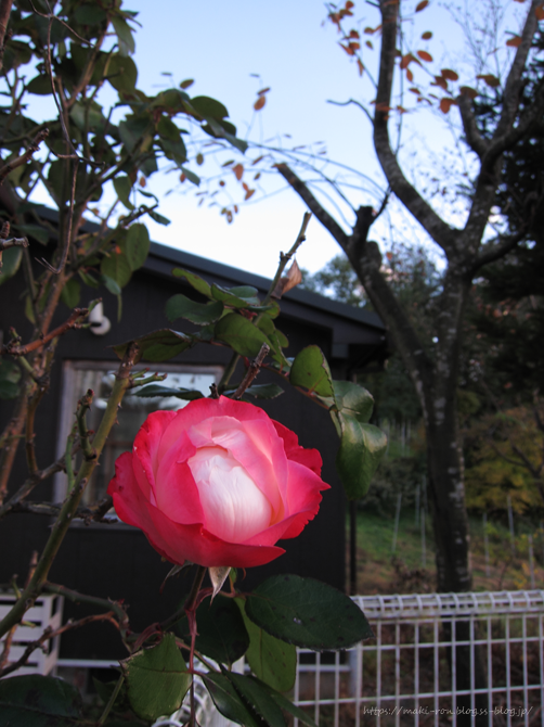 IMG_7806.png