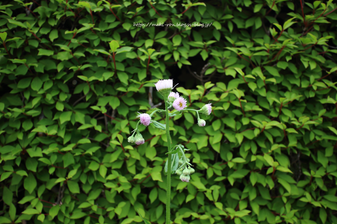 IMG_7811.png