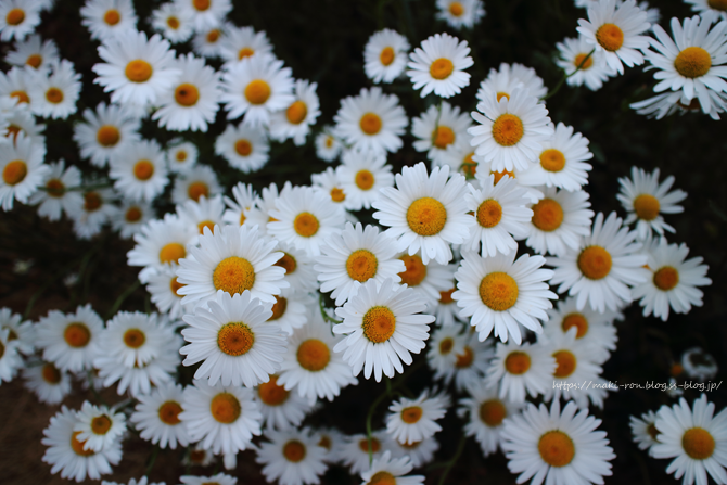 IMG_7926.png