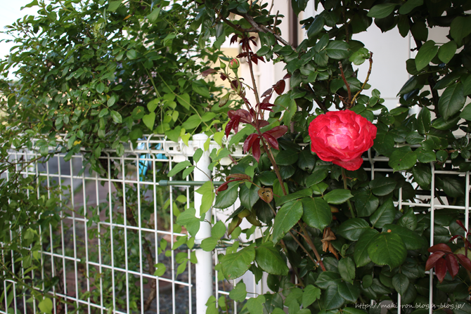IMG_7958.png