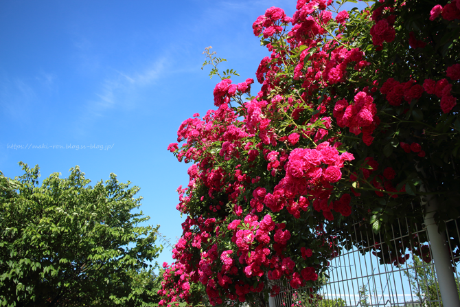 IMG_7990.png