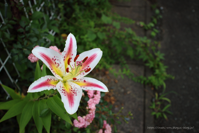 IMG_8200.png