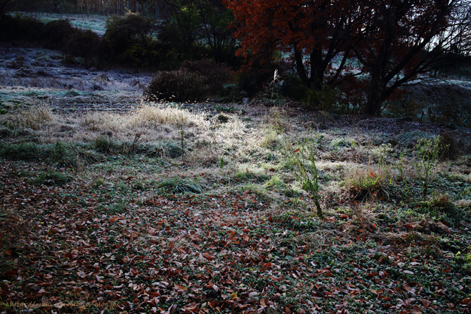 IMG_8315.png