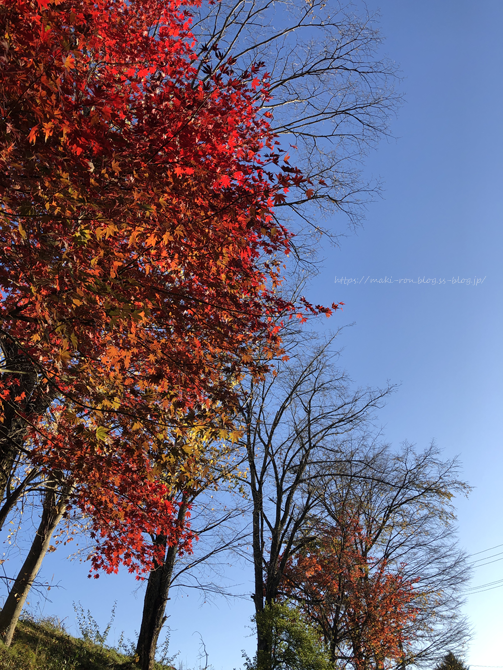 JPEGイメーシ゛-8.png